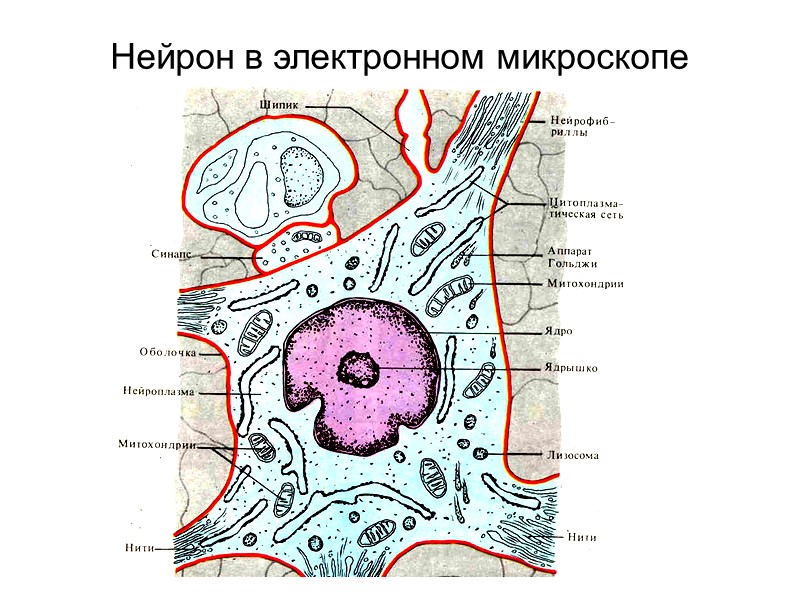 Нейрон в электронном микроскопе